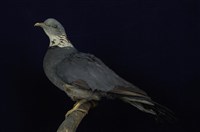 藏品(灰林鴿)的圖片